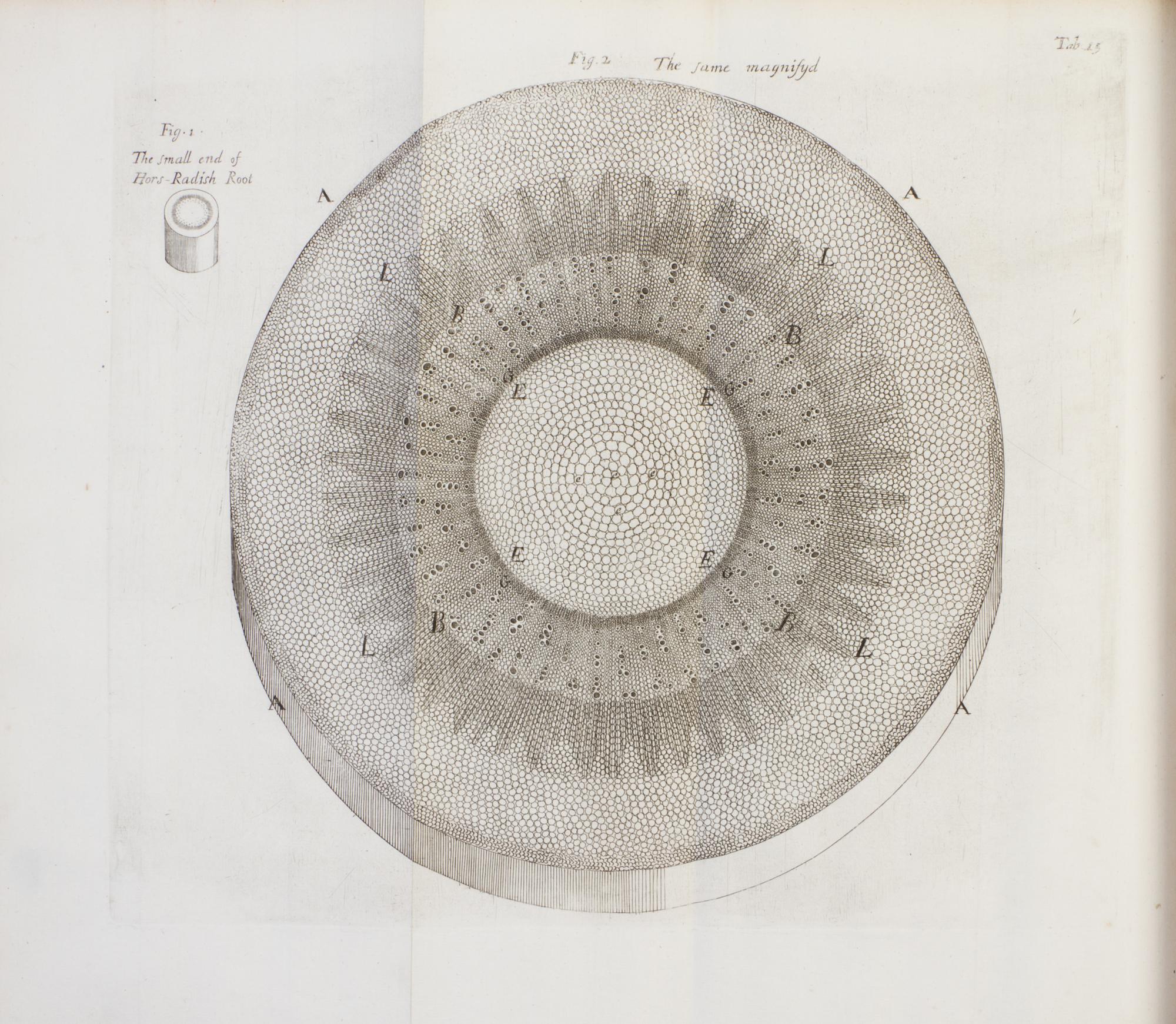 (BOTANY) GREW, NEHEMIAH. The Anatomy of Plants. London, 1682. First edition.