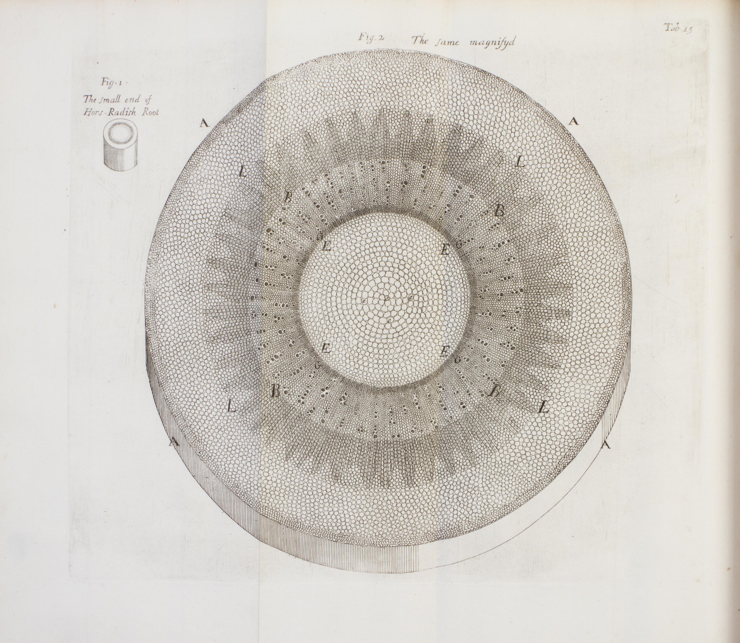 (BOTANY) GREW, NEHEMIAH. The Anatomy of Plants. London, 1682. First edition.