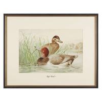 ALEXANDER POPE JUNIOR (AMERICAN 1849-1924) "BLACK DUCK" FROM UPLAND GAME BIRDS AND WATERFOWL OF THE UNITED STATES