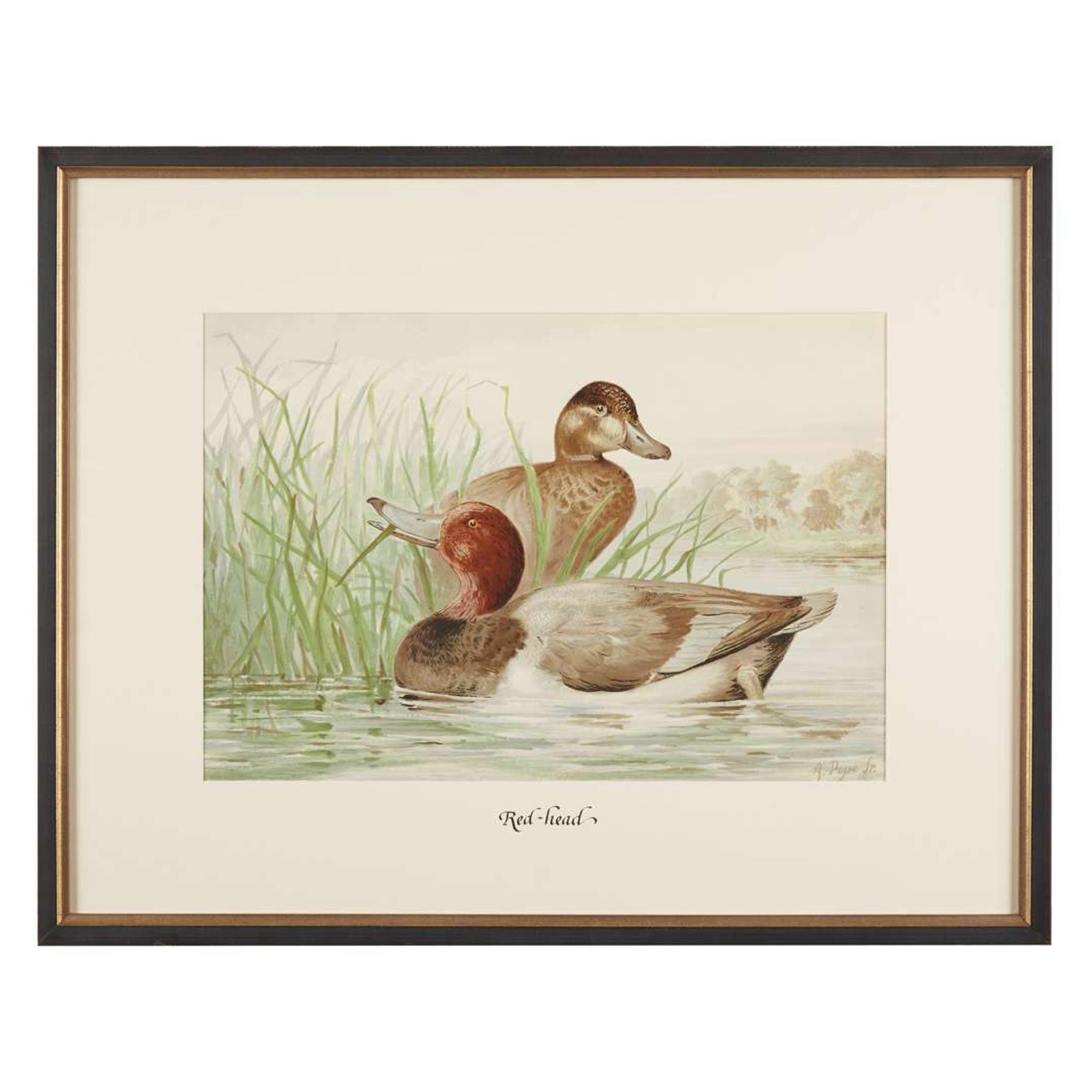 ALEXANDER POPE JUNIOR (AMERICAN 1849-1924) "BLACK DUCK" FROM UPLAND GAME BIRDS AND WATERFOWL OF THE UNITED STATES
