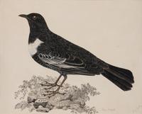 SELBY, Prideaux John (British, 1788-1867) Ring Ouzel (Plate 44) Twizell House, ca 1818-1823