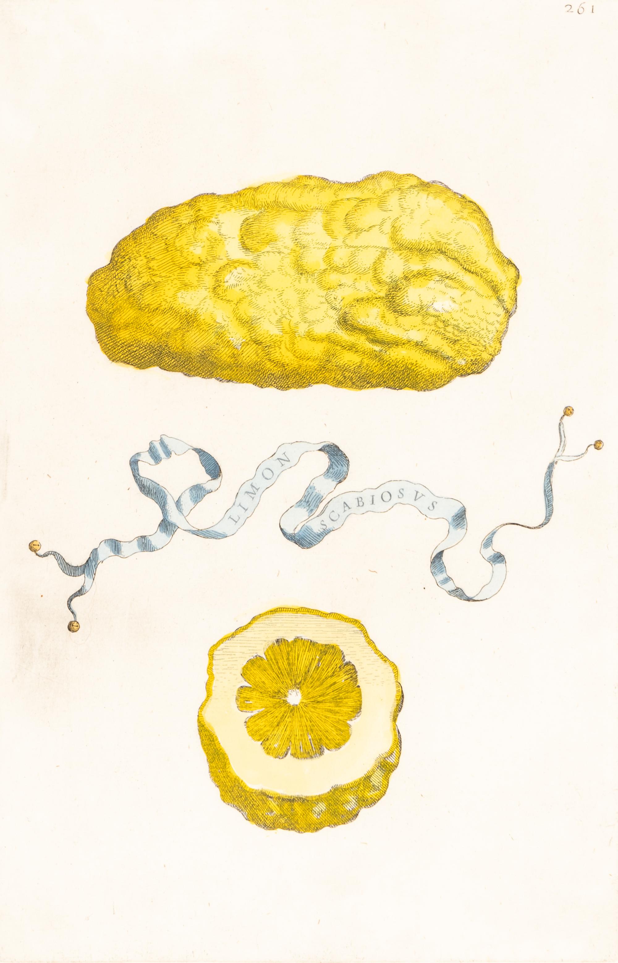 A Set of Eight Giovanni Battista Ferrari Colored Engravings of Fruit From Hesperides