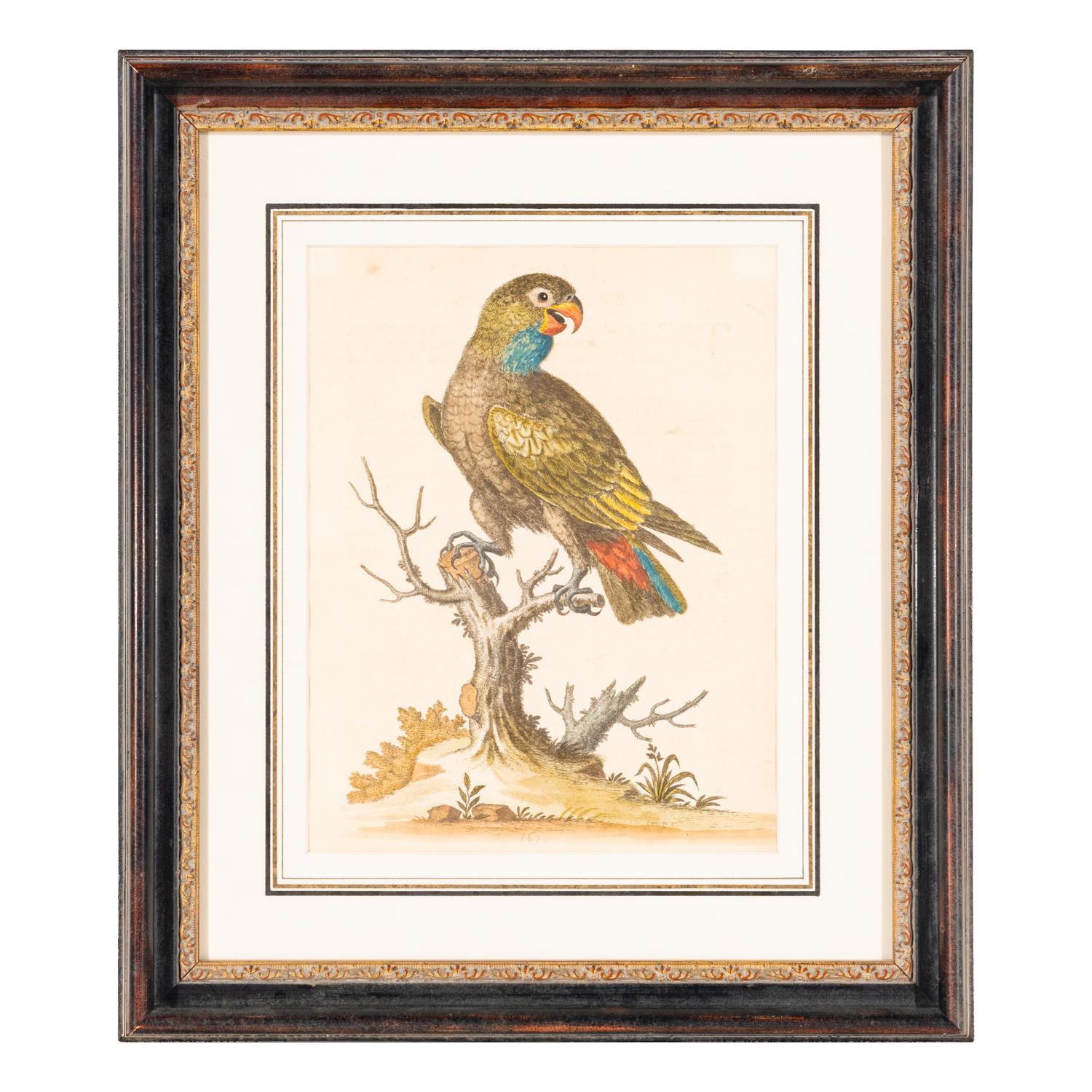 A Group of Nine Hand-Colored Engravings of Birds