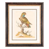 A Group of Nine Hand-Colored Engravings of Birds