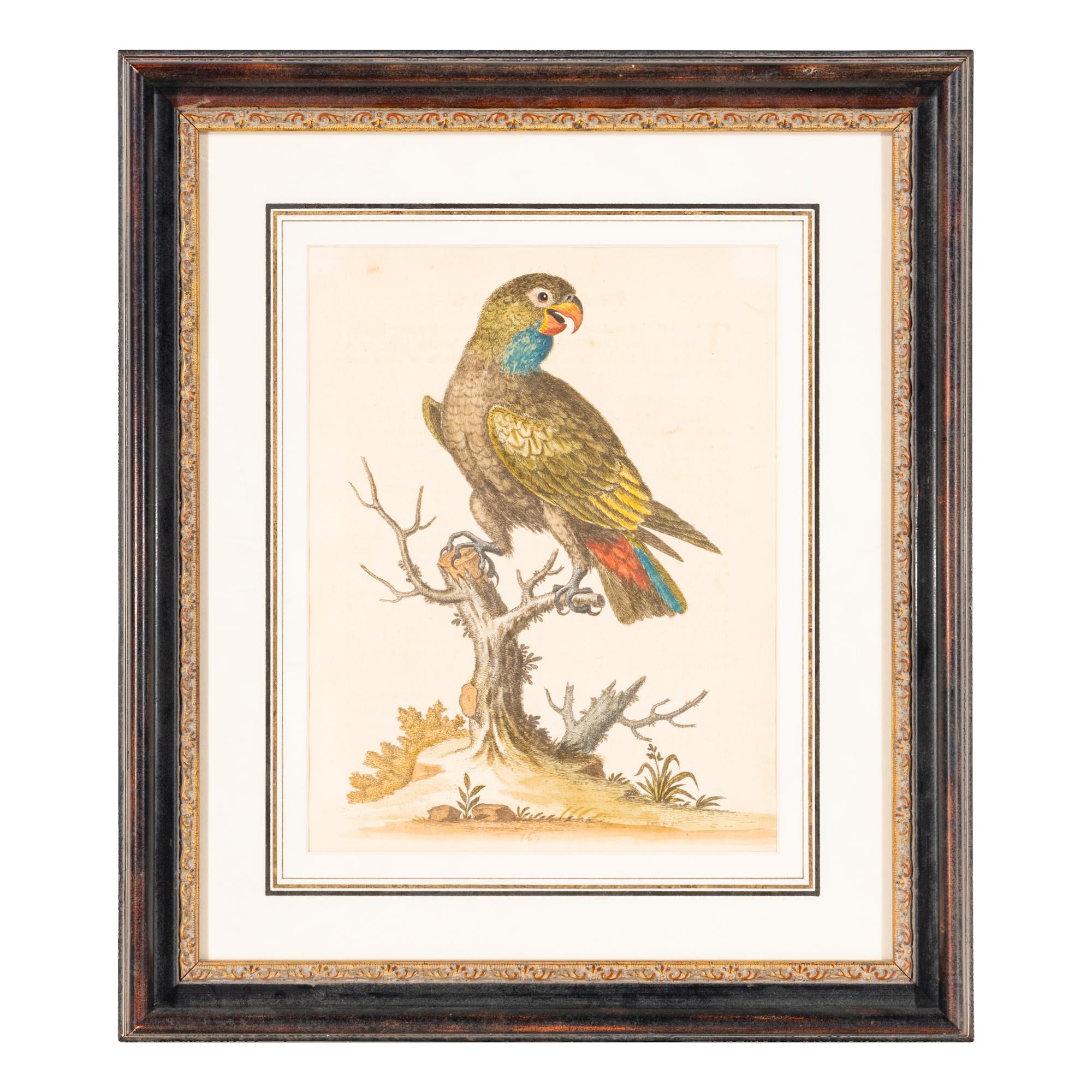 A Group of Nine Hand-Colored Engravings of Birds