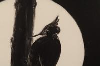 Untitled (Woodpecker)