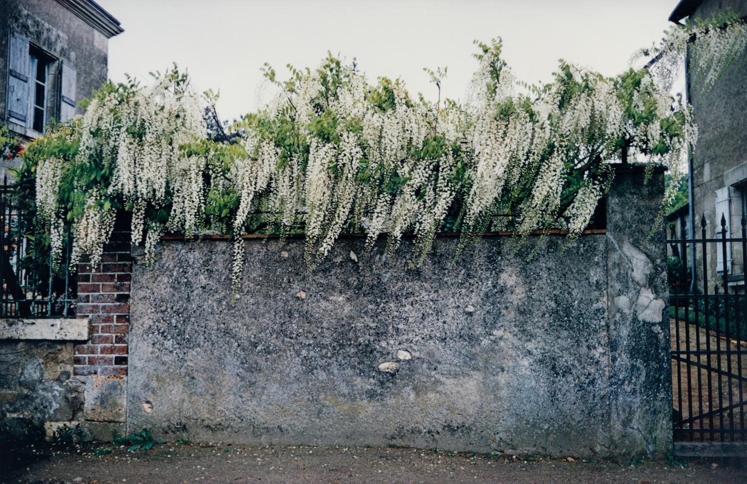 Wisteria, Paris