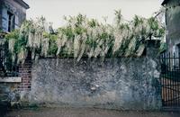 Wisteria, Paris