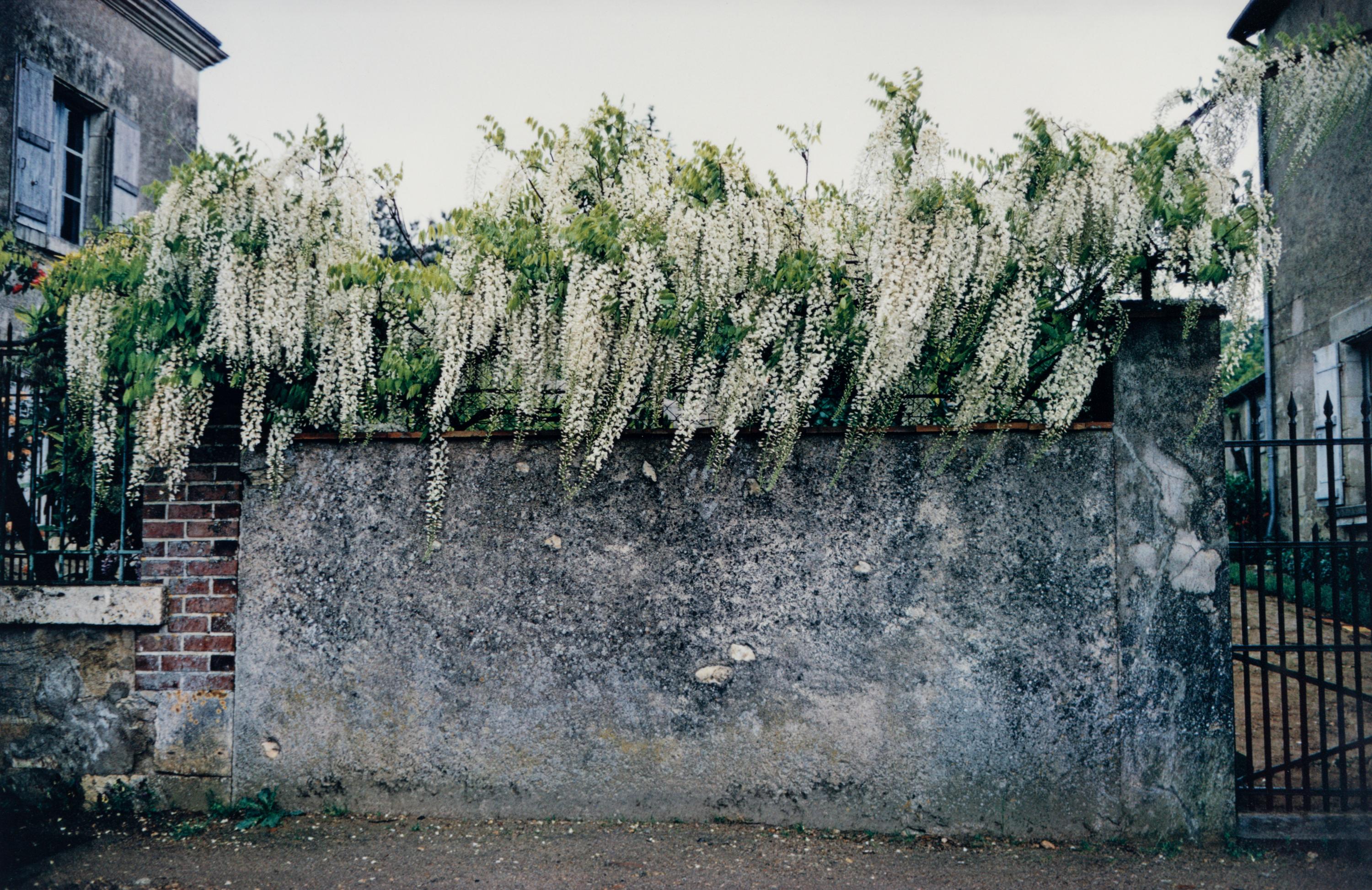Wisteria, Paris