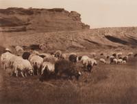 Navaho Flocks , Plate 33