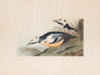 AUDUBON, John James (1785-1851).