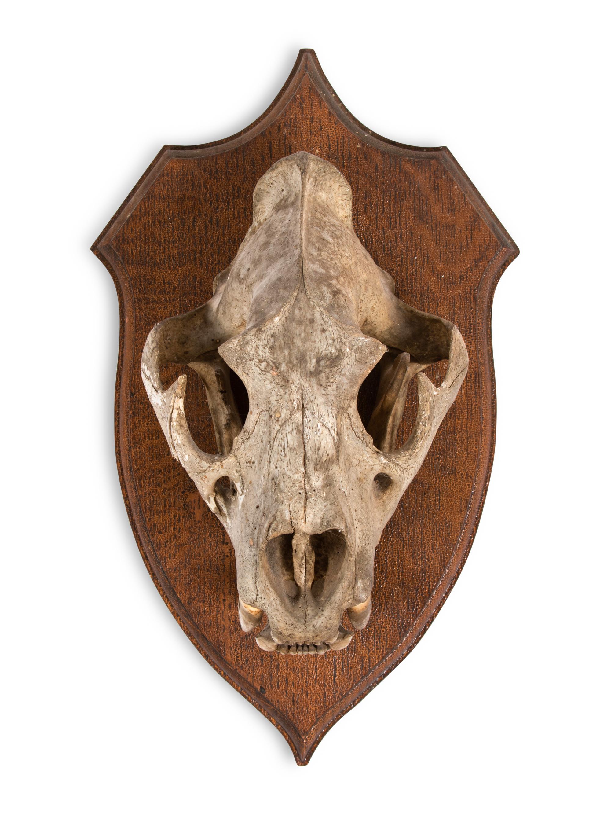 An African Lion Skull