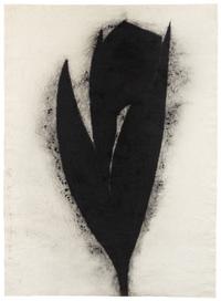 Black Tulip,