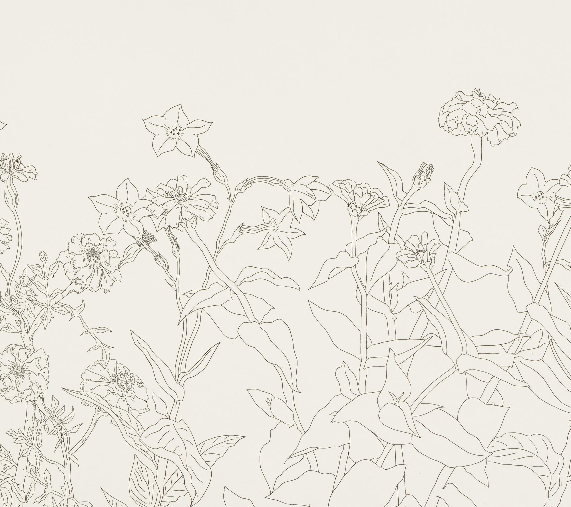Untitled from Flowers Suite , 1979