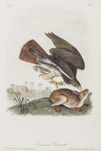Audubon, John James, after Each approximately: 10 1/2 x 6 3/4 inches.