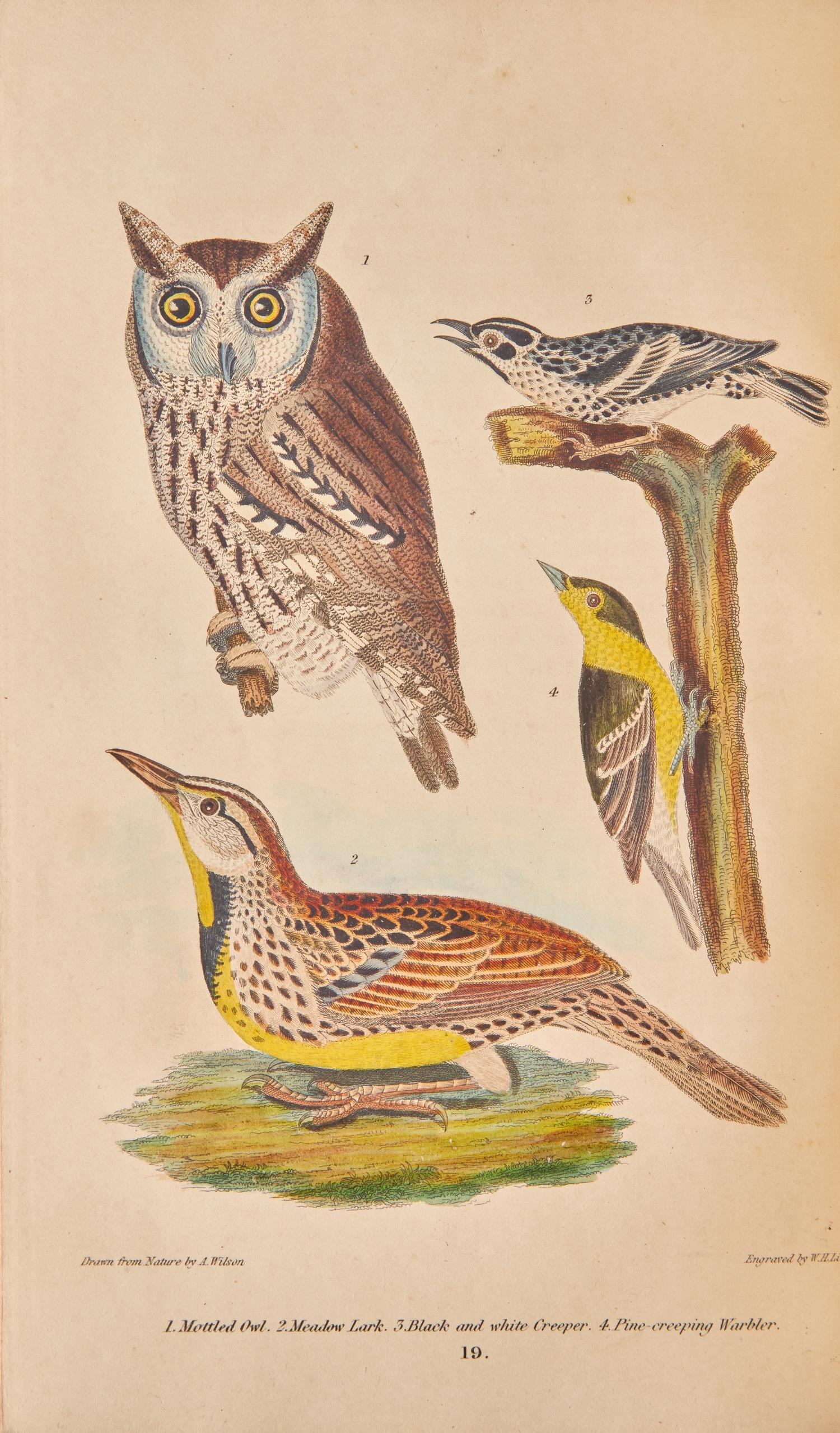[Natural History] Wilson, Alexander, and Charles Lucian Bonaparte, and Sir William Jardine. American Ornithology; or, The Natural History of the Birds of the United States