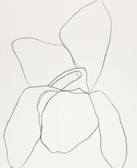 Cyclamen I ( from Suite of Plant Lithographs ), 1964-1965 (published 1966)