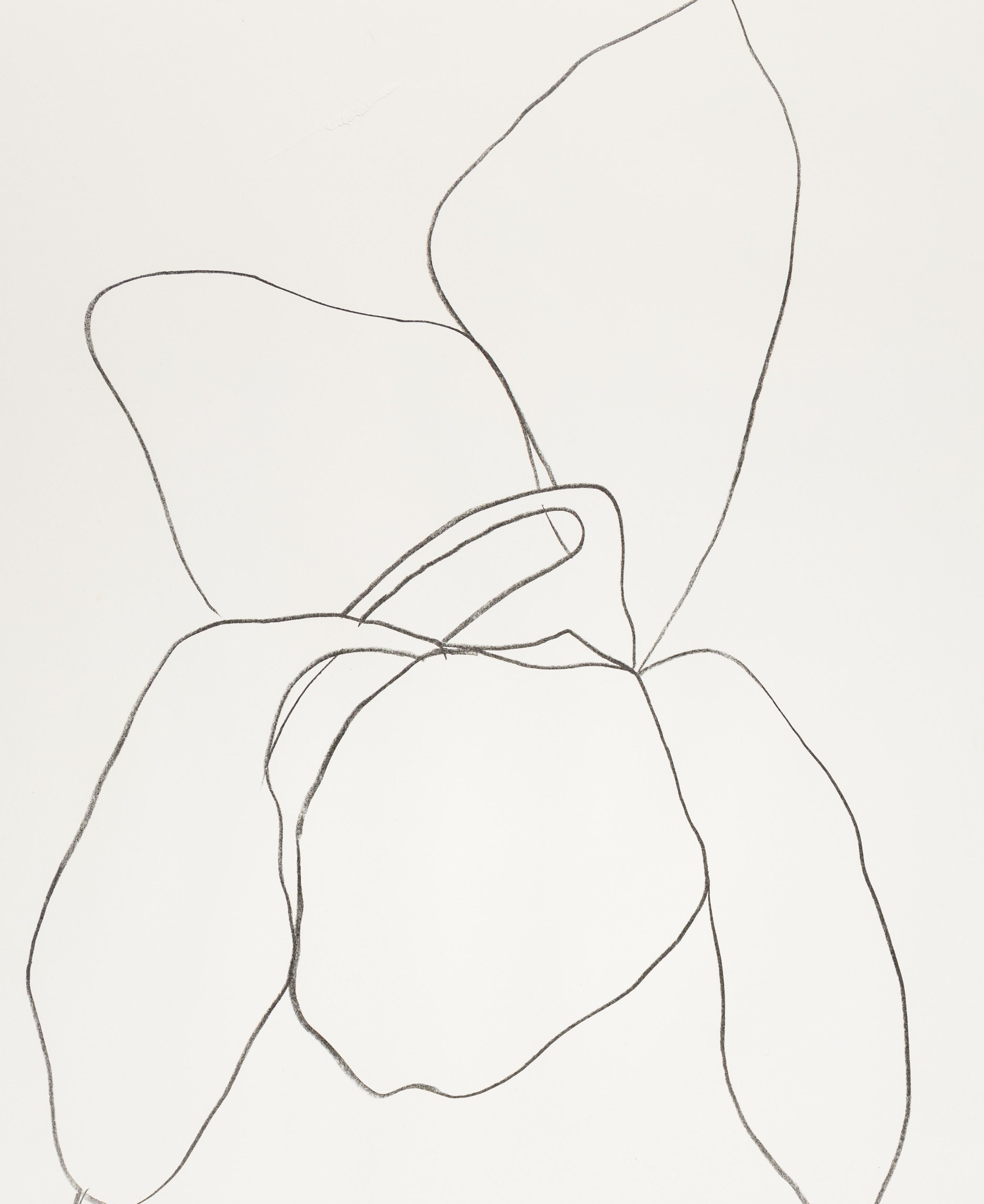 Cyclamen I ( from Suite of Plant Lithographs ), 1964-1965 (published 1966)