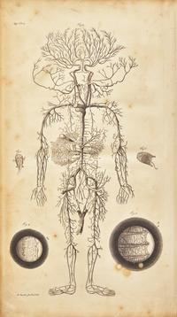 [Science, Medicine & Mathematics] Cowper, William. The Anatomy of Humane Bodies...