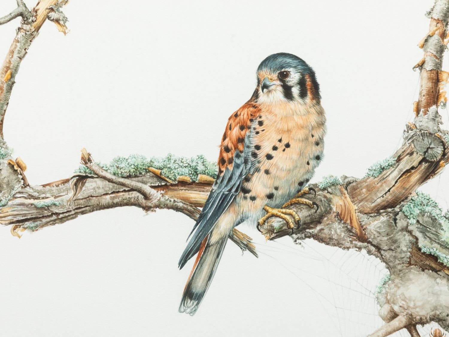 Kestrel , 1993