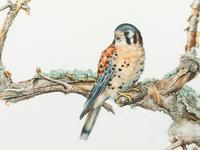 Kestrel , 1993
