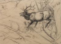 Elk in a Landscape , together with pencil study