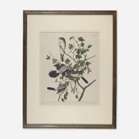 [Prints] Audubon, John James Great American Shrike or Butcher Bird