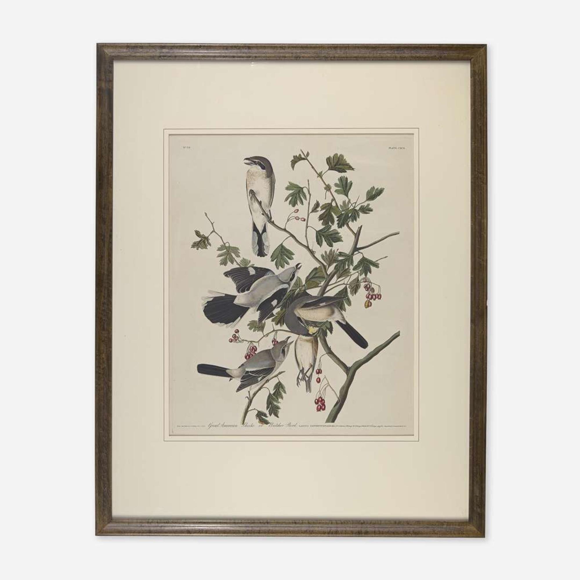 [Prints] Audubon, John James Great American Shrike or Butcher Bird