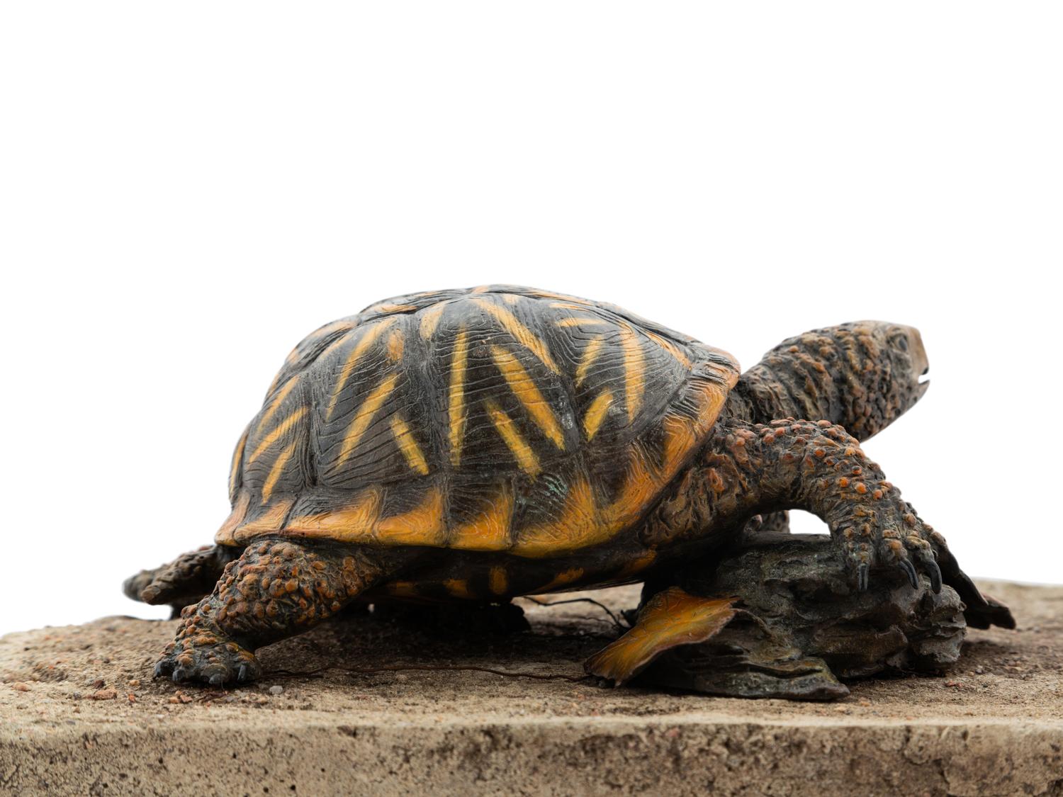 Ornate Box Turtle