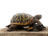 Ornate Box Turtle