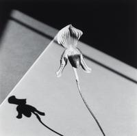 Robert Mapplethorpe (American, 1946-1989) — Orchids , 1986