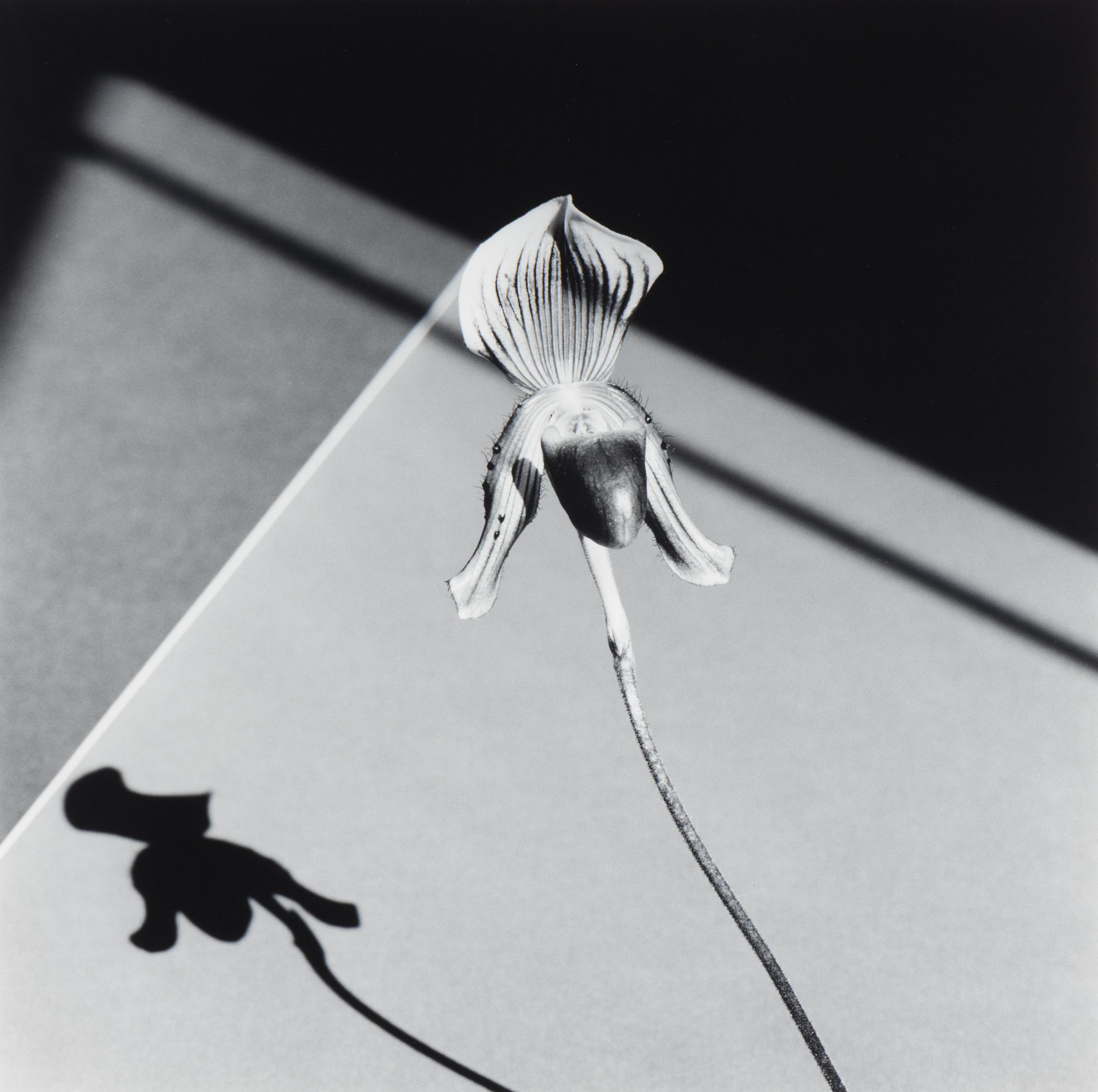 Robert Mapplethorpe (American, 1946-1989) — Orchids , 1986