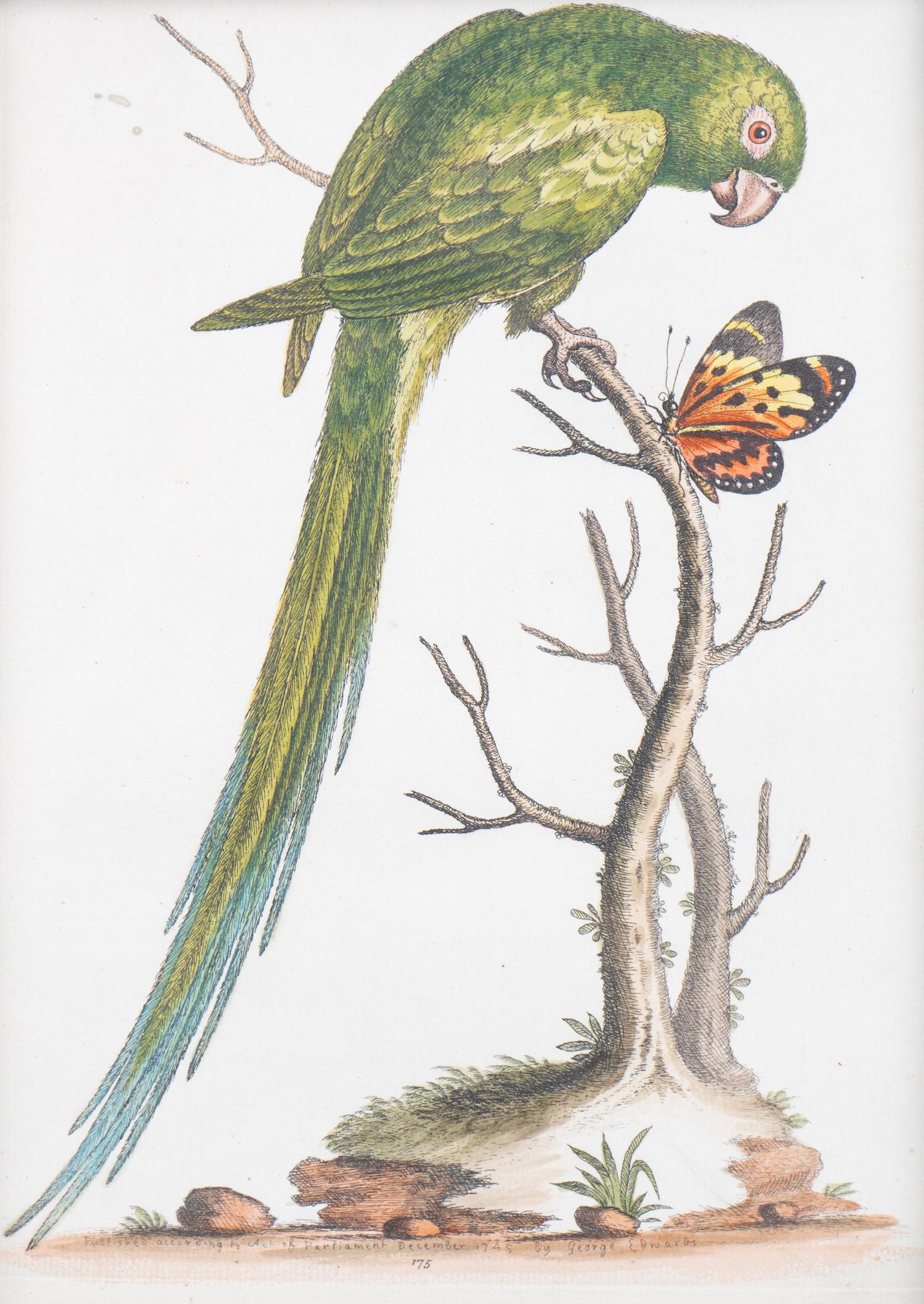 A Set of Eight Hand-Colored Engravings After George Edwards (British, 1694-1773) — LATE 19TH CENTURY