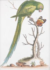 A Set of Eight Hand-Colored Engravings After George Edwards (British, 1694-1773) — LATE 19TH CENTURY