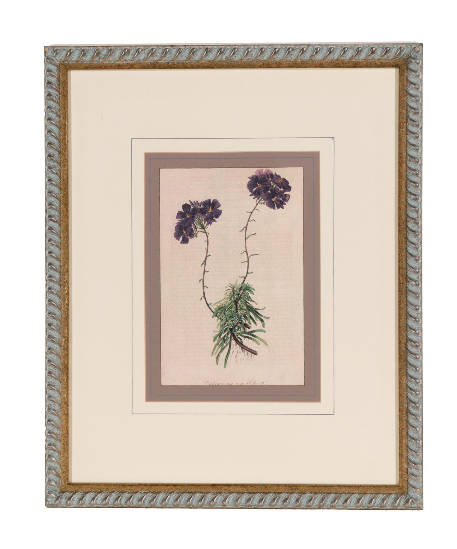 A Set of Six Hand-Colored Botanical Lithographs from L'illustration Horticole: Journal Special Des Serres Et Des Jardins