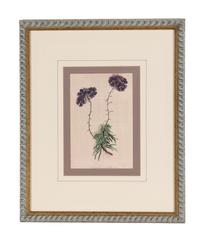 A Set of Six Hand-Colored Botanical Lithographs from L'illustration Horticole: Journal Special Des Serres Et Des Jardins