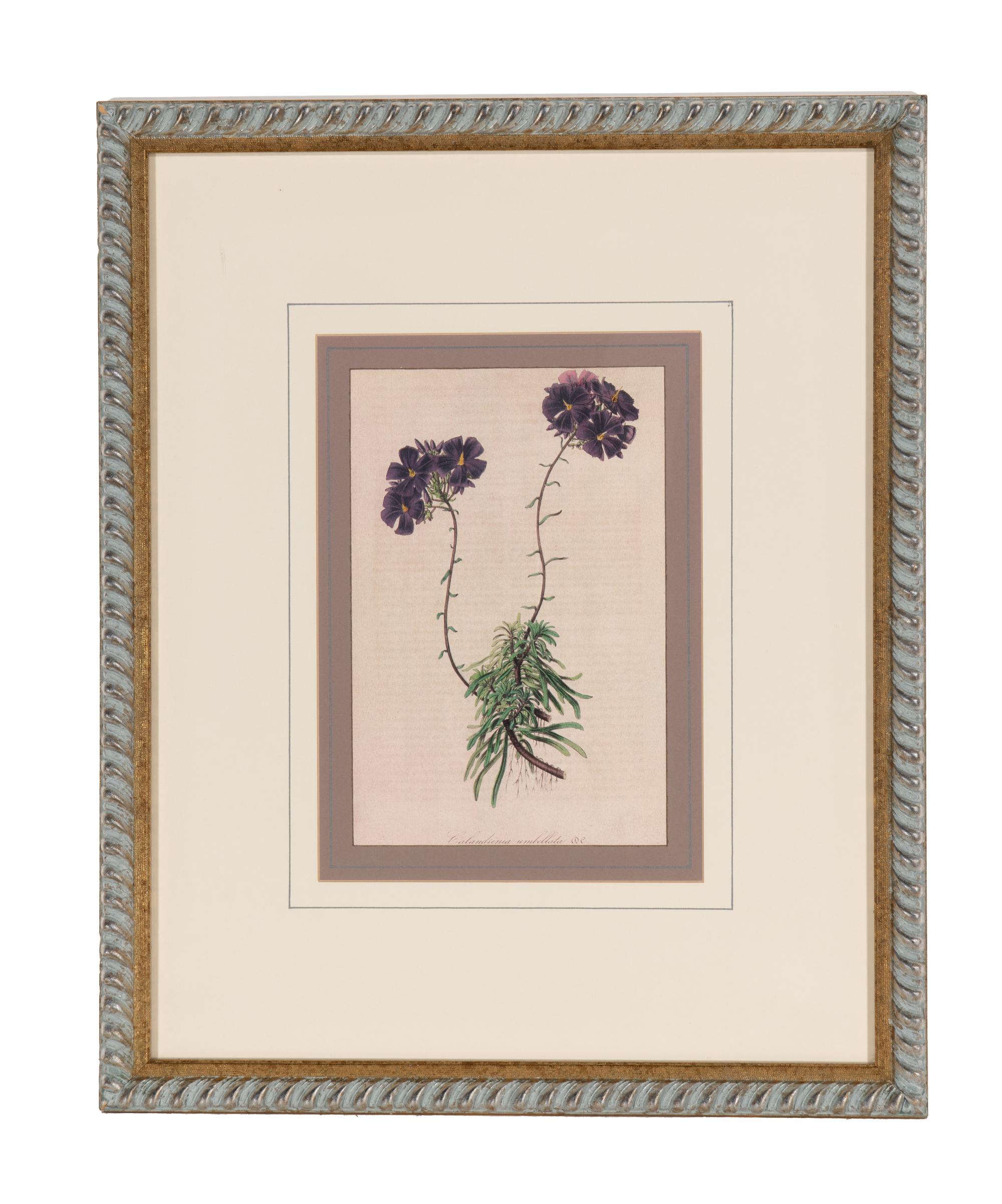 A Set of Six Hand-Colored Botanical Lithographs from L'illustration Horticole: Journal Special Des Serres Et Des Jardins