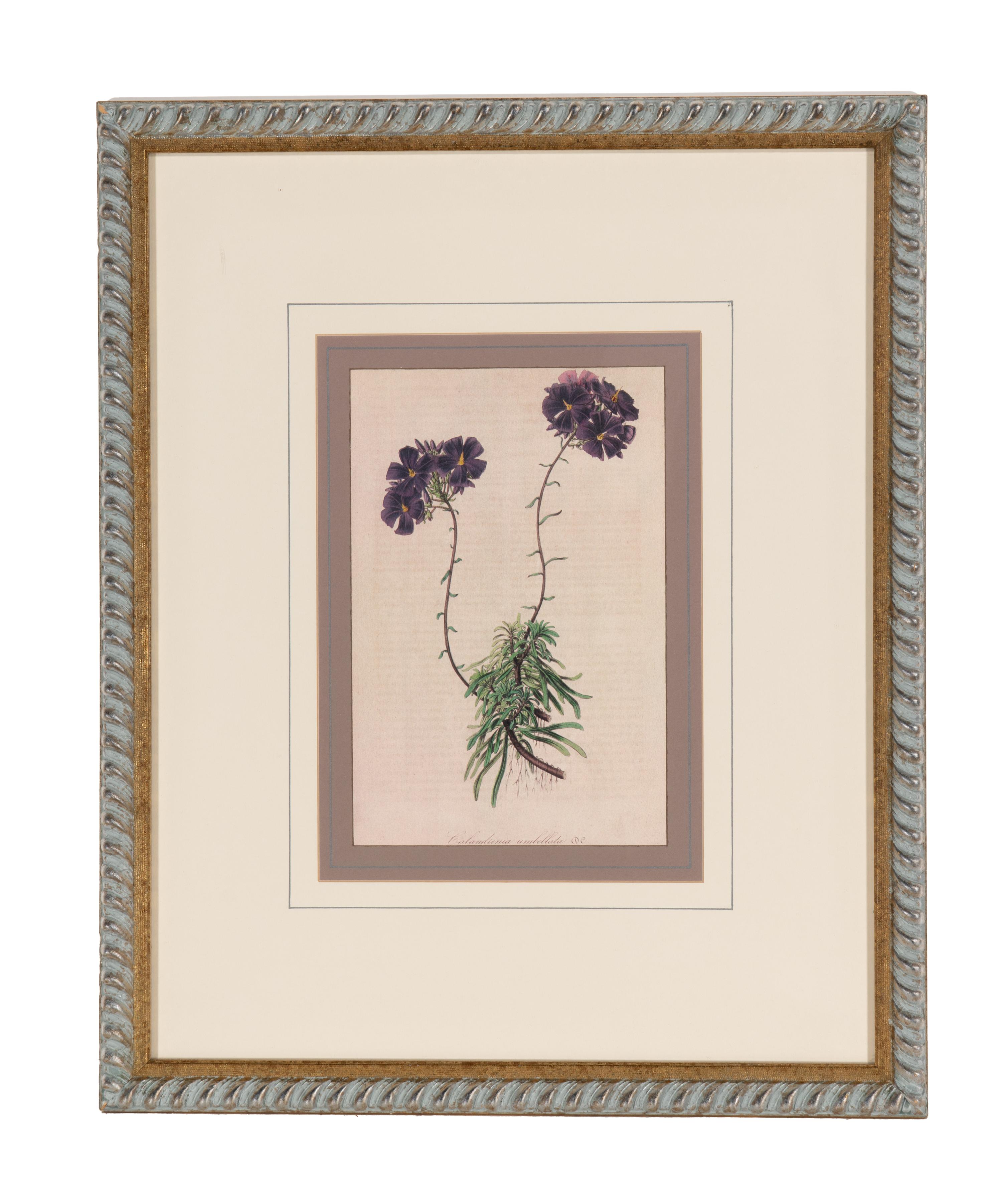 A Set of Six Hand-Colored Botanical Lithographs from L'illustration Horticole: Journal Special Des Serres Et Des Jardins