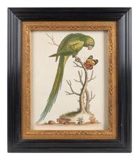 A Set of Eight Hand-Colored Engravings After George Edwards (British, 1694-1773) — LATE 19TH CENTURY
