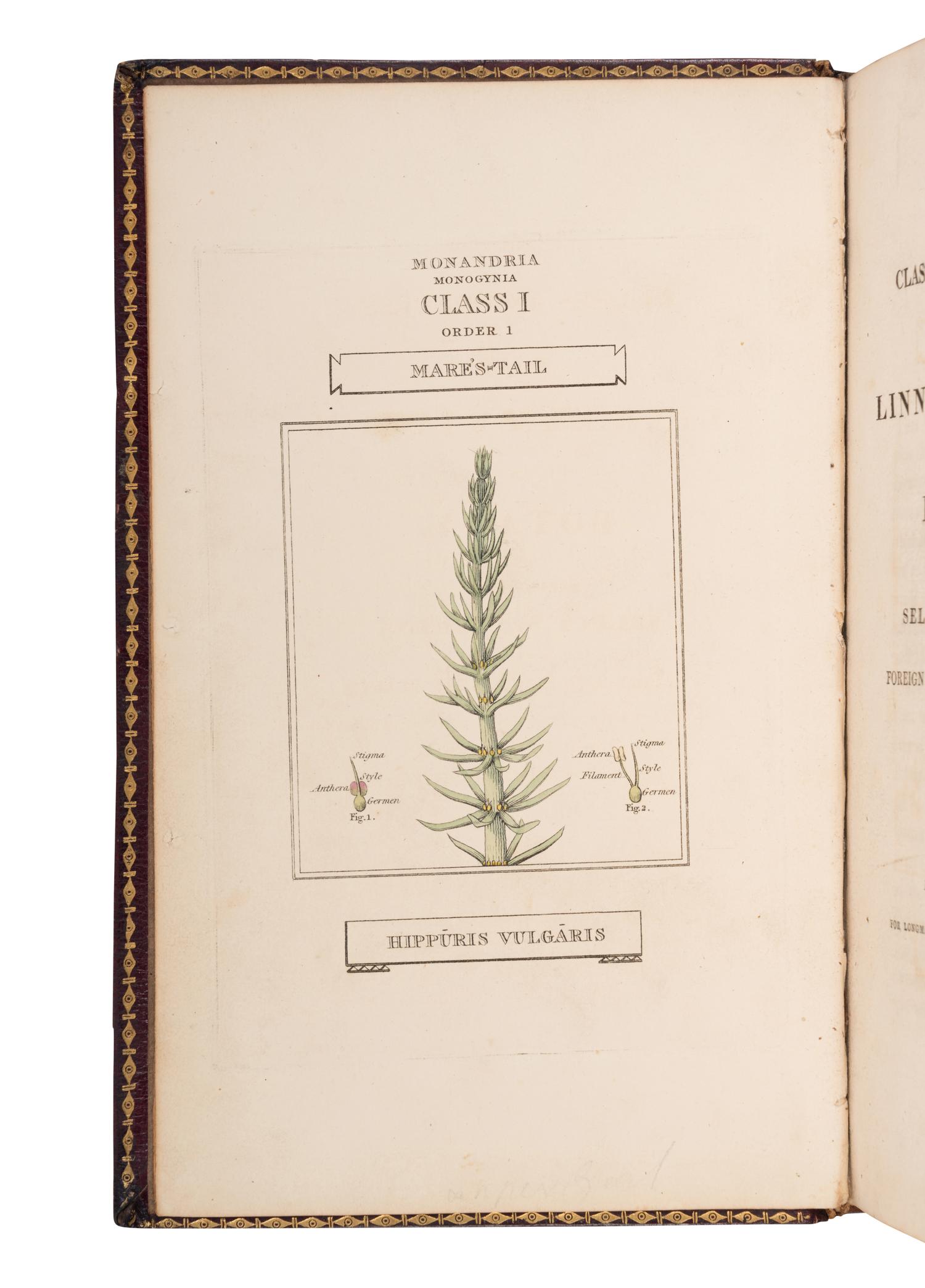 [NATURAL HISTORY]. DUPPA, Richard (1770-1831). The Classes and Orders of the Linnaean System of Botany. London: T. Bensley for Longman, Hurst, Rees, Orme, and Brown, 1816.