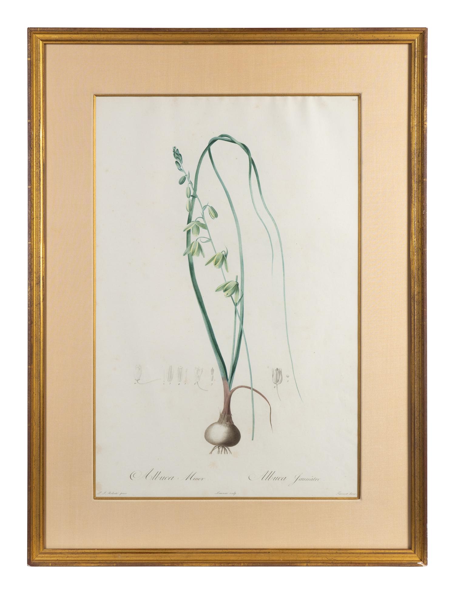 Six Colored Botanical Engravings