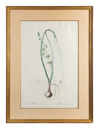 Six Colored Botanical Engravings