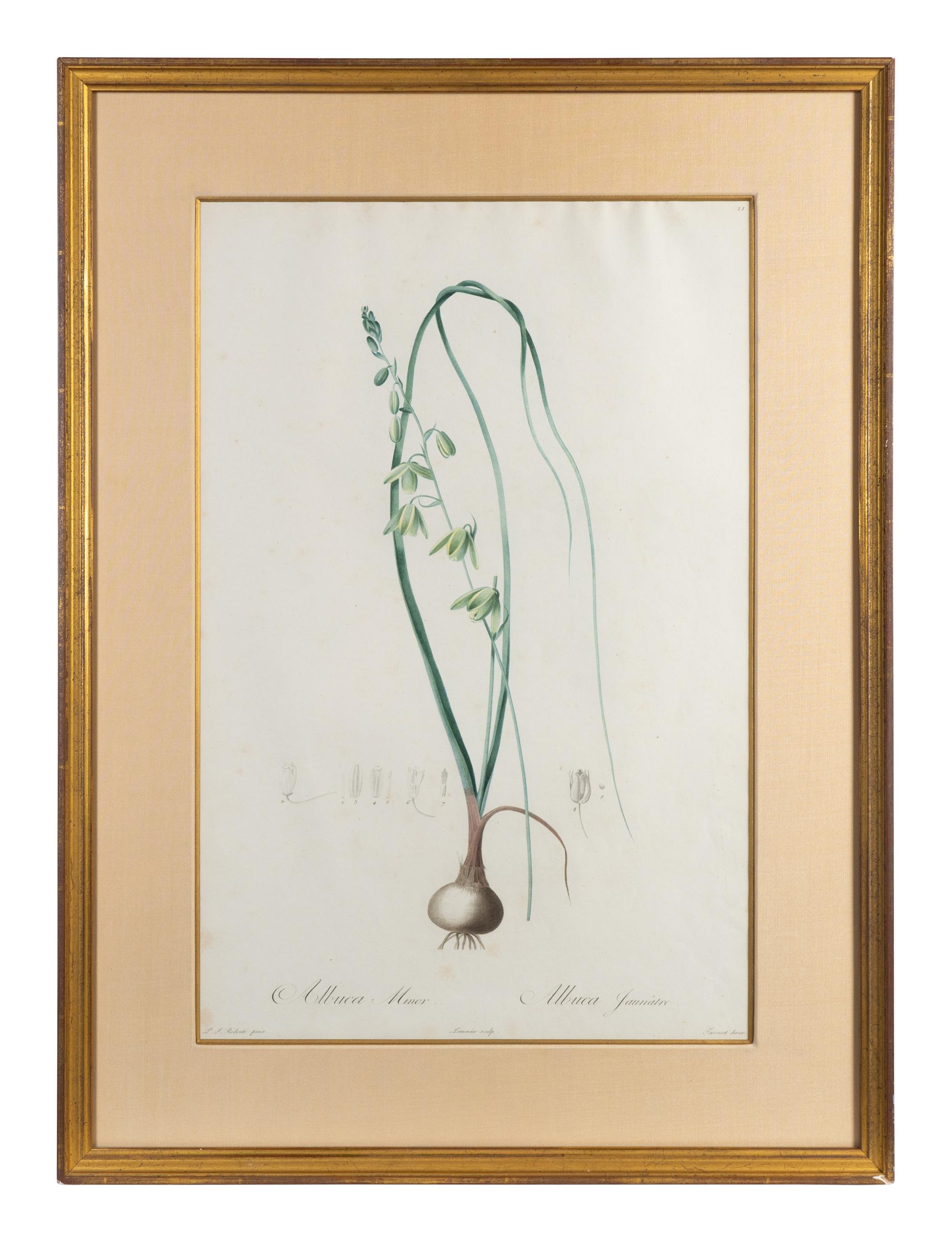 Six Colored Botanical Engravings