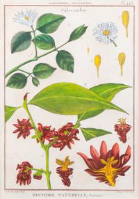 Two Pairs of Hand-Colored Engravings After Henri-Joseph Redoute and Carl Linnaeus — LATE 18TH CENTURY