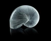 A Shell Figure