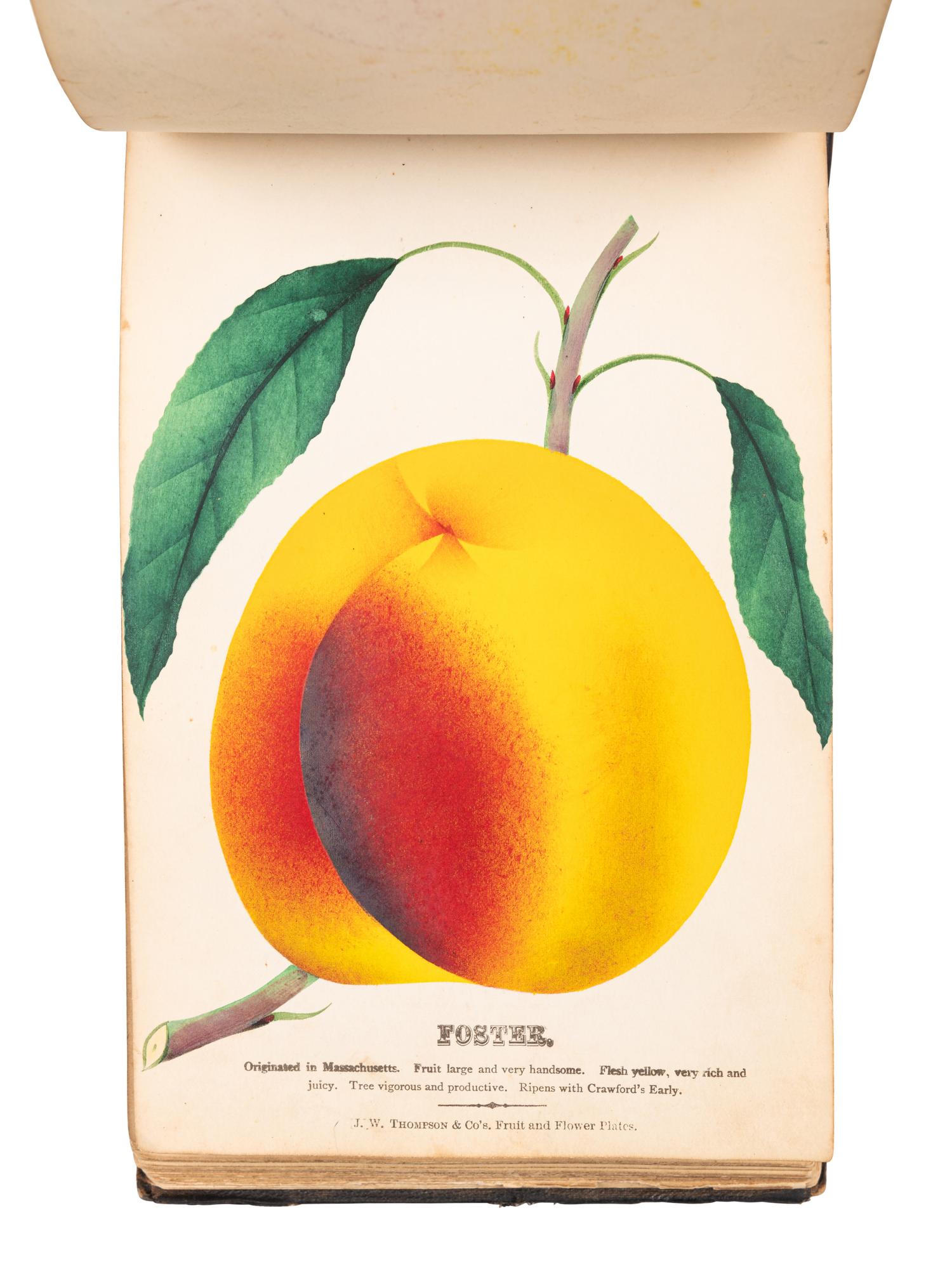 [SALESMAN'S CATALOGUE]. Nurseryman's Plant Catalog. Rochester, NY: for J. W. Thompson & Co., ca 1880.