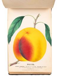[SALESMAN'S CATALOGUE]. Nurseryman's Plant Catalog. Rochester, NY: for J. W. Thompson & Co., ca 1880.