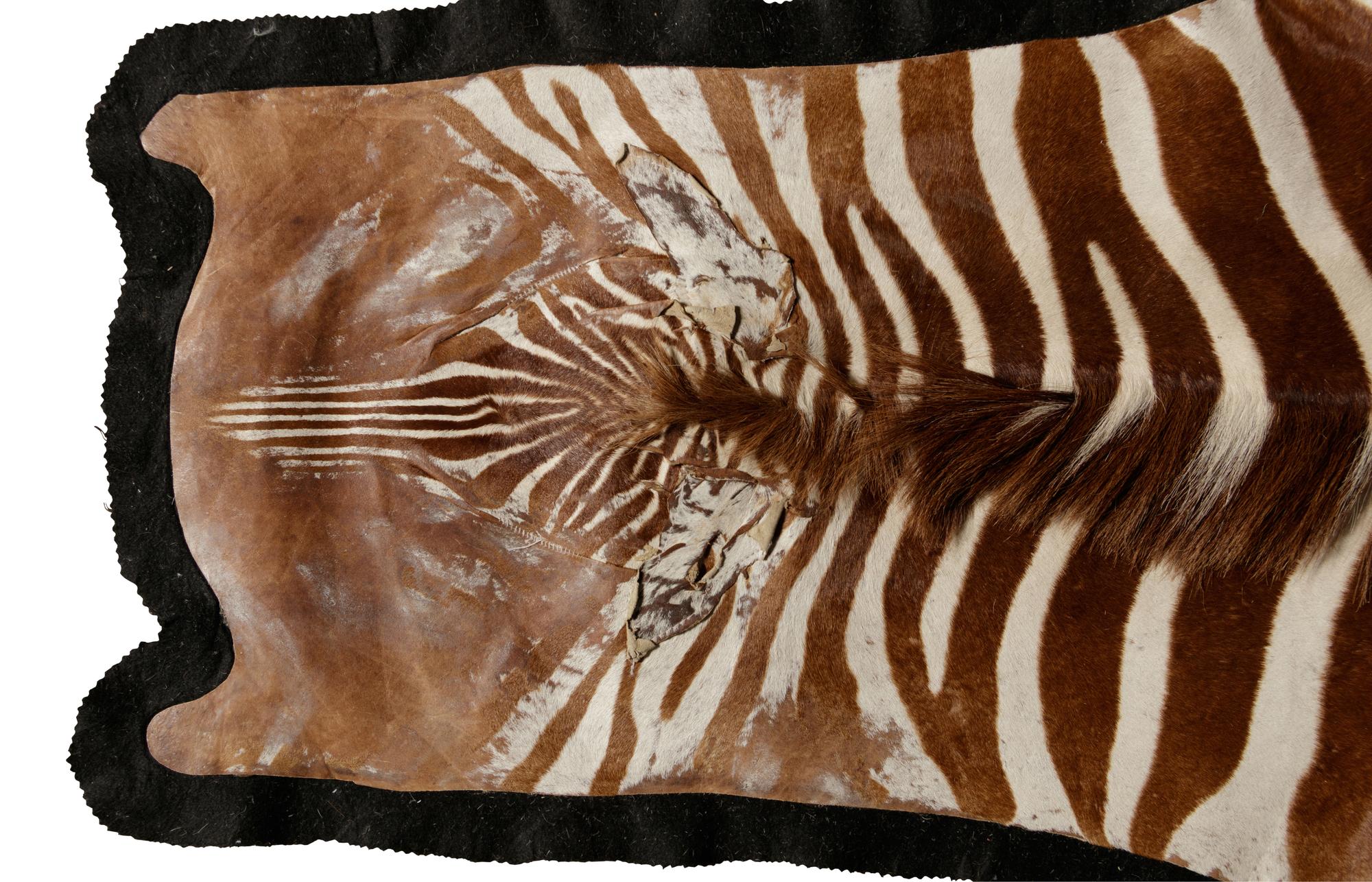 A Zebra Taxidermy Rug