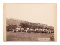 [WESTERN AMERICANA]. GRABILL, John C.H. (1849-1903), photographer. Freighting in "The Black Hills." Photographed between Sturgis and Deadwood. [South Dakota], 1887.