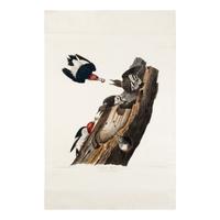 Audubon, John James (1785-1851) Red-Headed Woodpecker. (Plate 27) Picus Erythrocephalus
